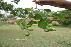 Terminalia chebula